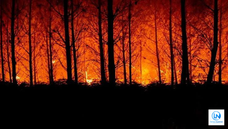 Gelombang Panas Ekstrem 42 Derajat Celsius Picu Kebakaran Hutan Dahsyat di Eropa, Ratusan Ribu Hektare Hangus