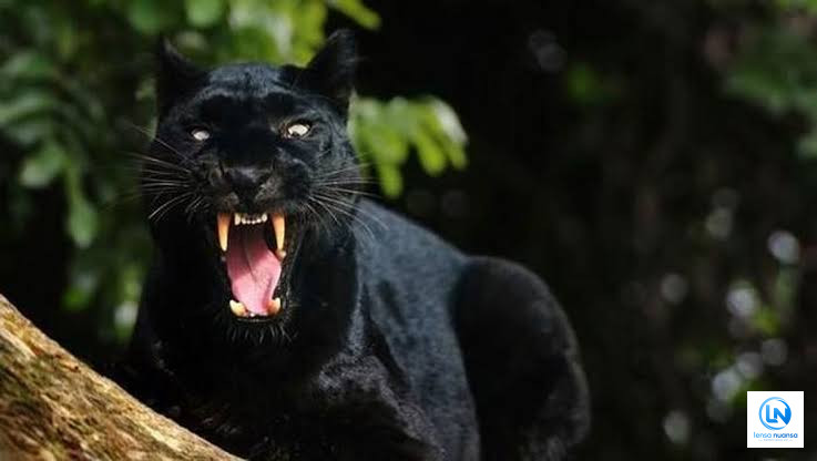 Macan Hitam Berhasil Dievakuasi di Bawang, Dibawa ke Lembaga Konservasi di Batang