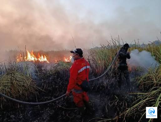 Kebakaran Melanda Taman Nasional Way Kambas, Lebih dari 673 Hektare Lahan Terbakar
