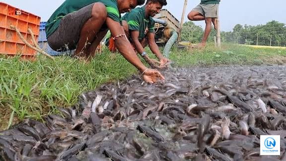 India Musnahkan 36 Ton Ikan Lele Thailand, 11 Tambak di Nagpur Digerebek