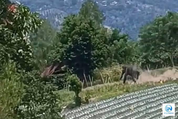 Tiga Gajah Liar Muncul di Kampung Bunter Aceh Tengah, Warga yang Berkebun Sempat Dikejar
