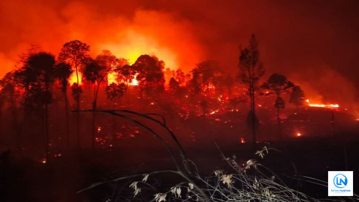 IKN Kembali Membara, Ratusan Hektare Hutan Tahura Bukit Soeharto Dilalap Api