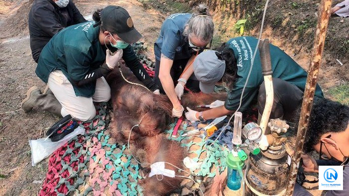 Terpapar Asap Karhutla, Orangutan Sampurna di Ketapang Mati Usai Jalani Perawatan Intensif