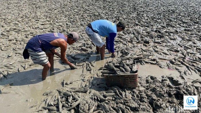 Ribuan Ikan Sapu-Sapu Terdampar di Sungai Juana yang Mengering, Warga Berbondong-bondong Mengambil hingga Pakai Pikap